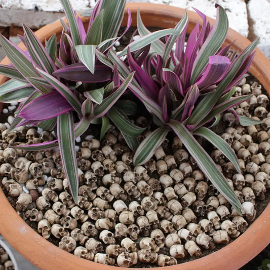 Mini Skull Planter Filler