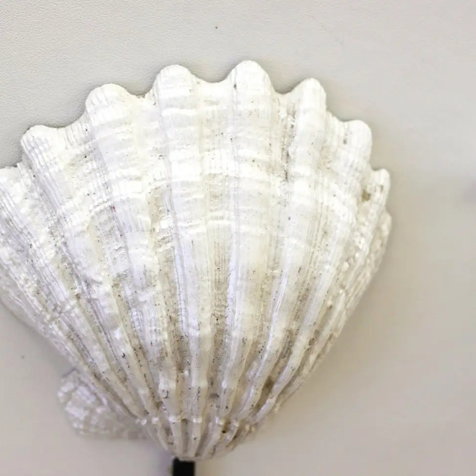 Coastal Seashell & Starfish Wall Hooks – Set of 3