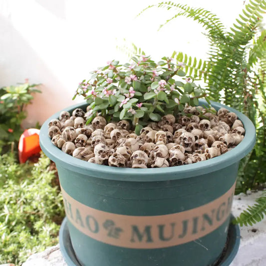 Mini Skull Planter Filler
