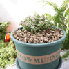 Mini Skull Planter Filler