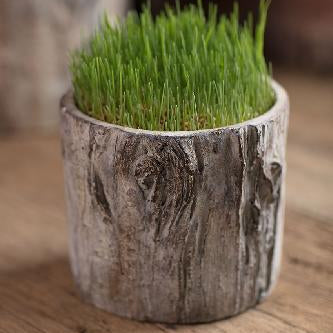 Tree Trunk Planter